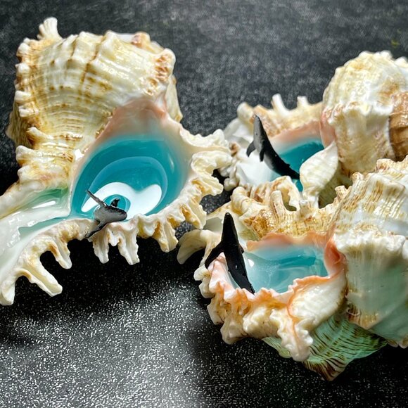 Handmade Conch shell decorative Resin Gifts for fish tank landscaping - Picture 4 of 4
